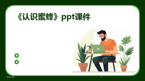 《认识蜜蜂》ppt课件