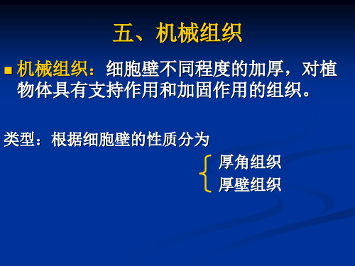 植物组织(2)