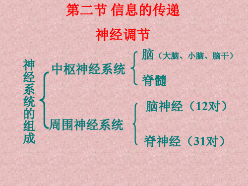 第四章：二三节非条件反射与条件反射课件人教版