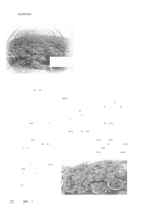 春马铃薯尼龙覆盖早熟栽培技术