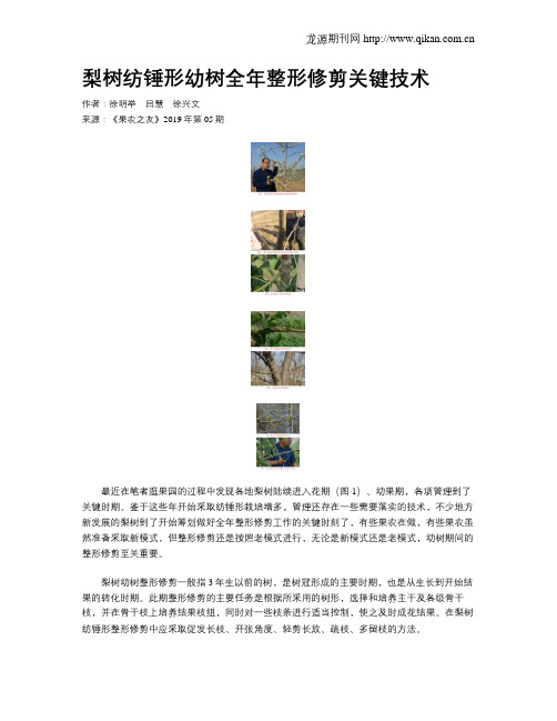梨树纺锤形幼树全年整形修剪关键技术