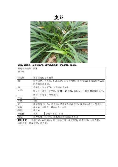 田间地头常见植物认识2