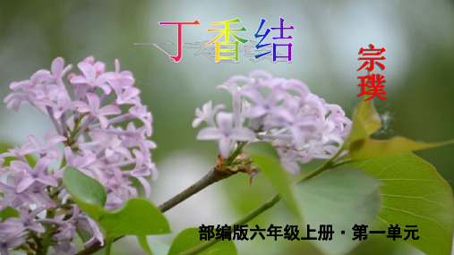 六年级上册语文课件-丁香节第一课时人教(部编版)(共33张PPT)