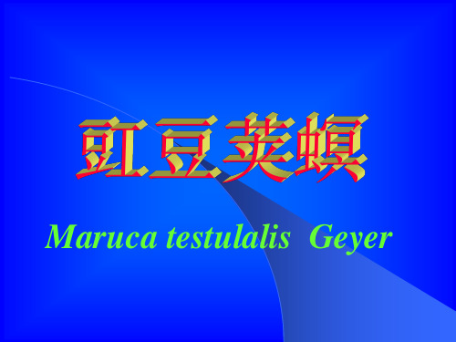 豆荚螟