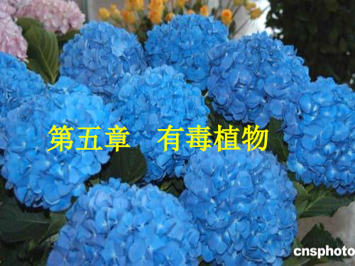 有毒植物大全值得收藏PPT精选文档
