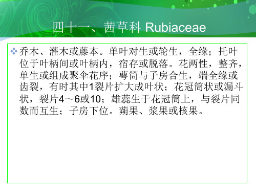 四十茜草科Rubiaceae