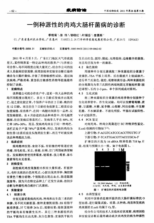 一例种源性的肉鸡大肠杆菌病的诊断