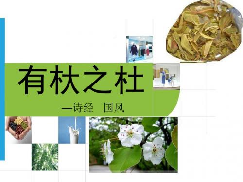 有杕之杜其叶湑湑独行踽踽岂无他人不如我同父-诗经