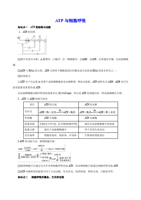 ATP与细胞呼吸 知识点总结与重难点