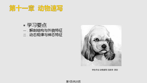 动物速写美术PPT课件