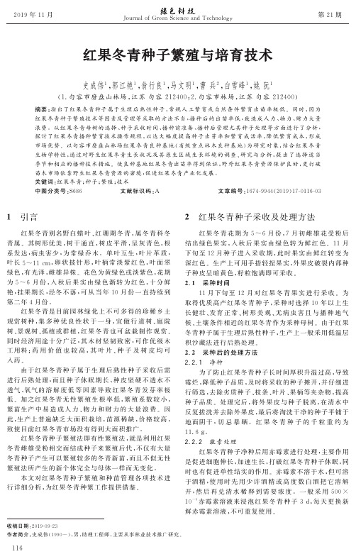 红果冬青种子繁殖与培育技术