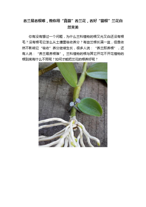 养兰易养根难，教你用“真菌”养兰花，养好“菌根”兰花自然变美
