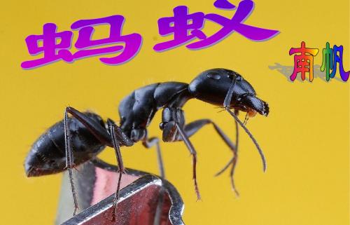 《蚂蚁》南帆