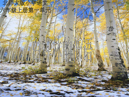 语文六年级上北师大版《白桦林的低语》课件(17张)