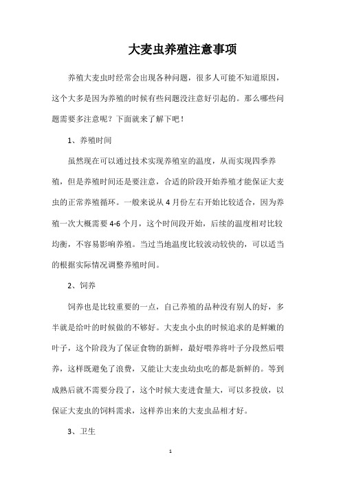大麦虫养殖注意事项