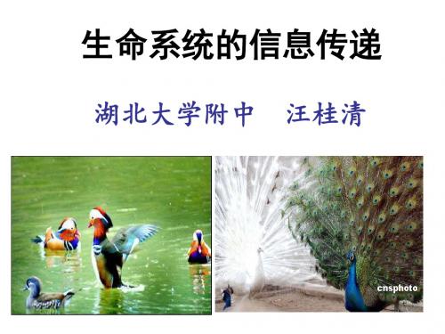 生态系统的信息传递ppt38 人教课标版