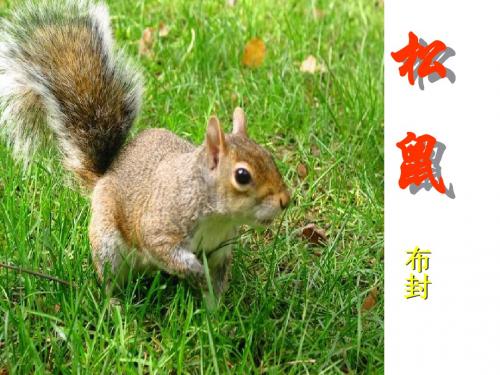 人教版五年级语文第十课《松鼠》课件PPT