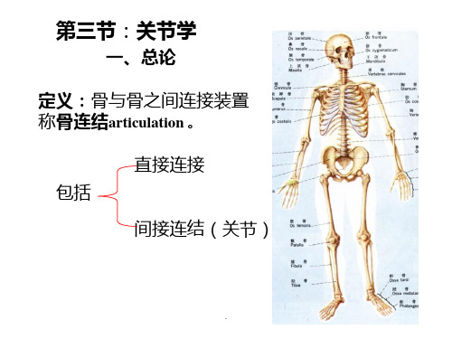 骨连接解剖PPT课件