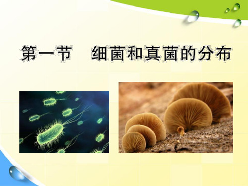 《细菌和真菌的分布》细菌和真菌7-人教版八年级生物上册PPT课件