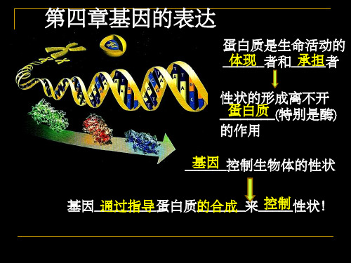 人教版教学课件基因指导蛋白质合成