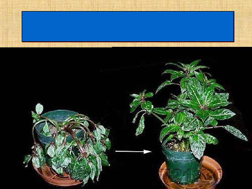 初中生物《水分进入植物体内的途径(11)》教学课件设计