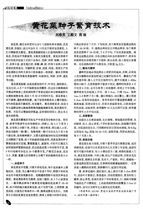 黄花菜种子繁育技术