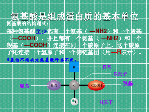 高中生物必修一：《生命活动的主要承担者——蛋白质