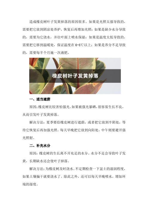 橡皮树叶子发黄掉落怎么办