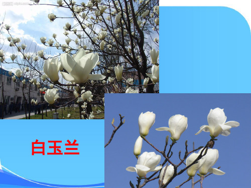 油菜花开了课件