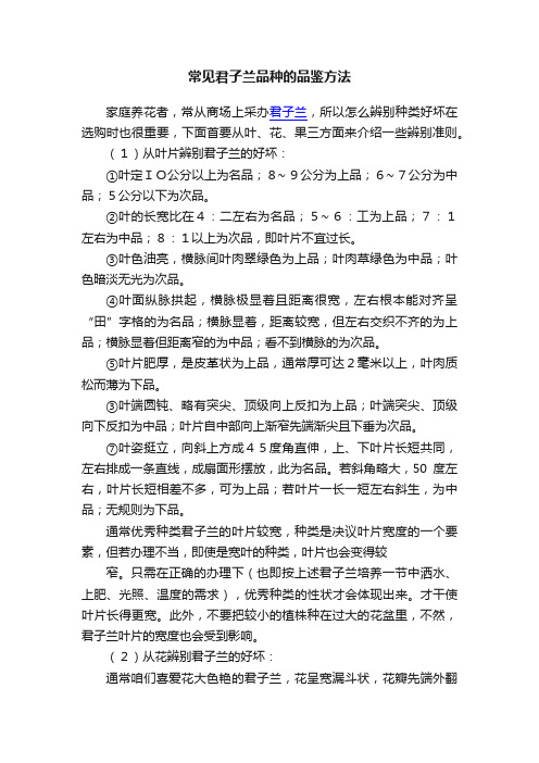 常见君子兰品种的品鉴方法