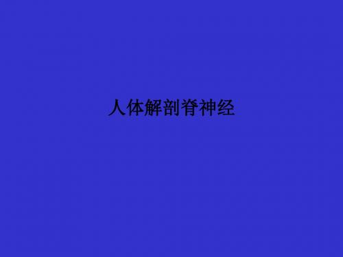 [医学]人体解剖脊神经