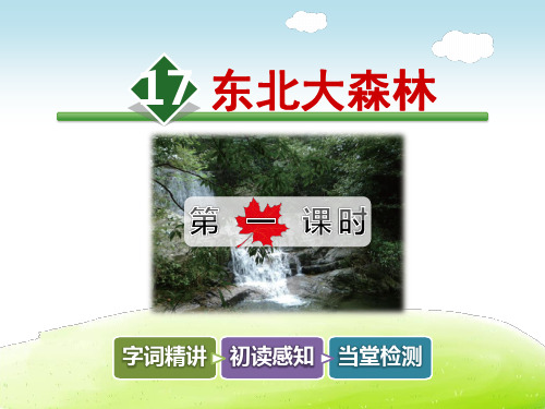 东北大森林PPT课件