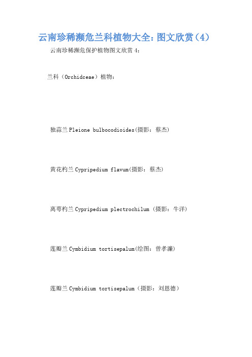 云南珍稀濒危兰科植物大全：图文欣赏(4)