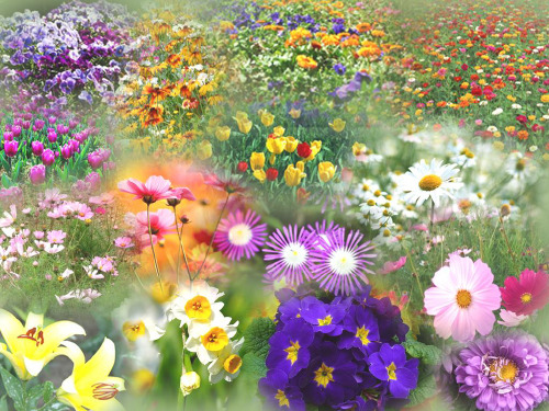 花团锦簇PPT课件