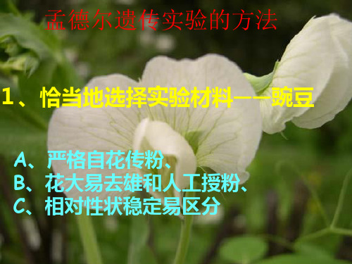高中生物必修二--遗传规律)
