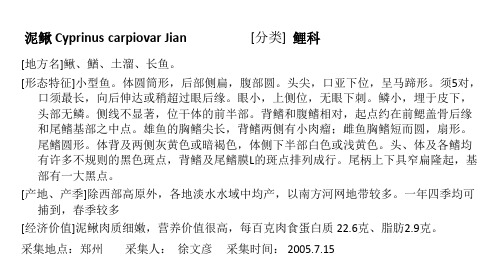 鱼类标签(常规)