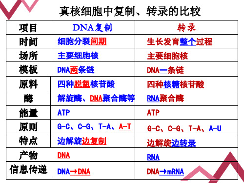 高一下学期人教版生物必修二4.1基因指导蛋白质的合成第2课时 课件