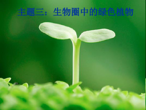人教版初中生物复习课 主题三：生物圈中的绿色植物 课件(共29张PPT)