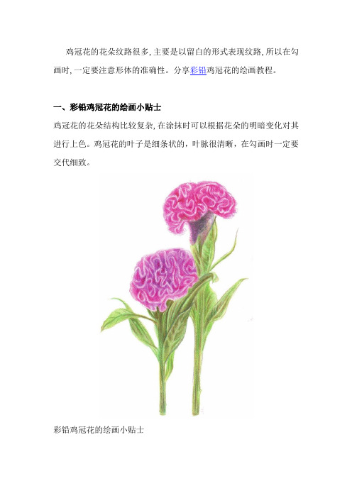 彩铅鸡冠花的绘画教程