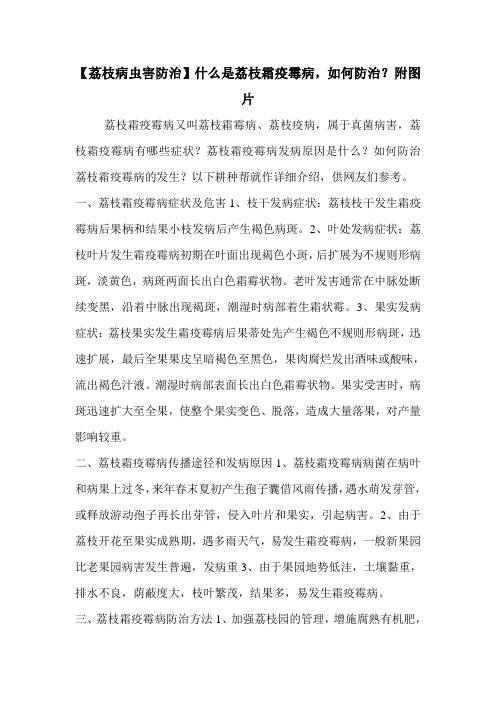 【荔枝病虫害防治】什么是荔枝霜疫霉病,如何防治？附图片