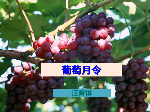 葡萄月令课用PPT课件