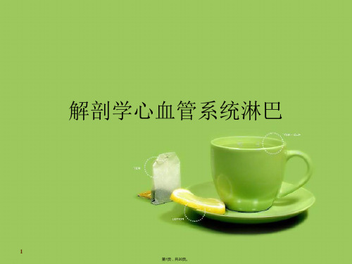 解剖学心血管系统淋巴(共20张PPT)