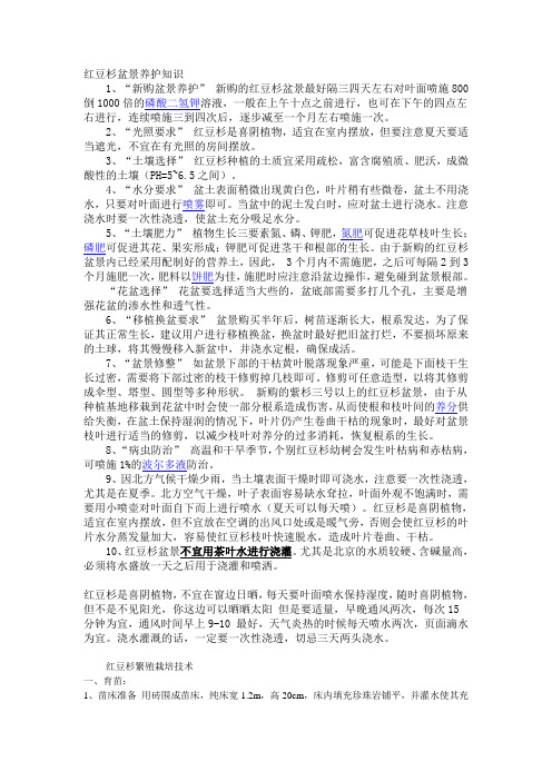 红豆杉盆景养护知识