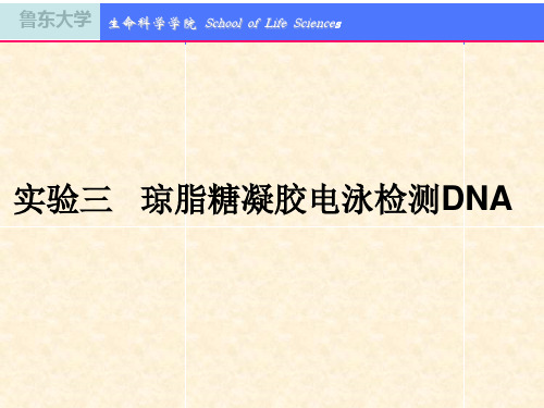 实验三-琼脂糖凝胶电泳检测DNA