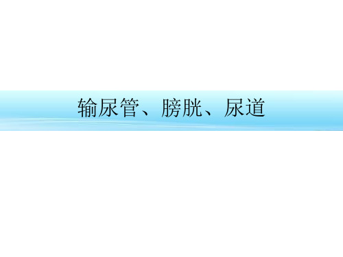 解剖学课件-输尿管、膀胱、尿道