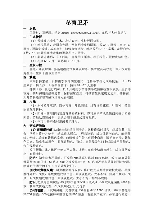 冬青卫矛