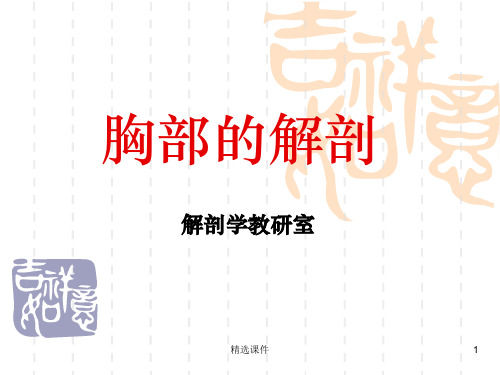 胸部解剖ppt课件