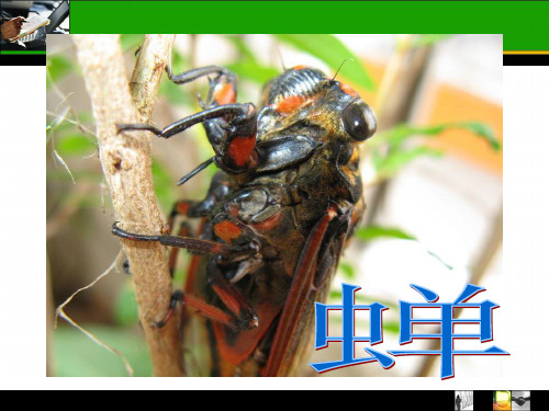 《蝉》课件(共23张PPT)