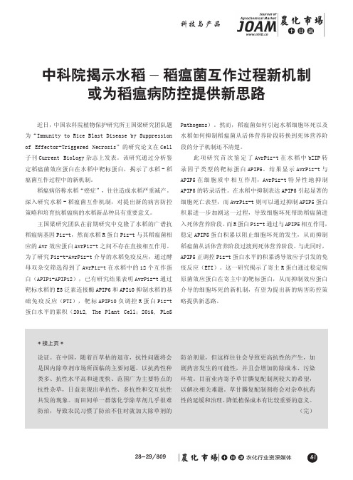 中科院揭示水稻-稻瘟菌互作过程新机制或为稻瘟病防控提供新思路