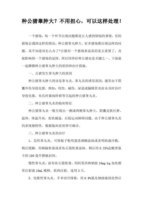 种公猪睾肿大？不用担心，可以这样处理